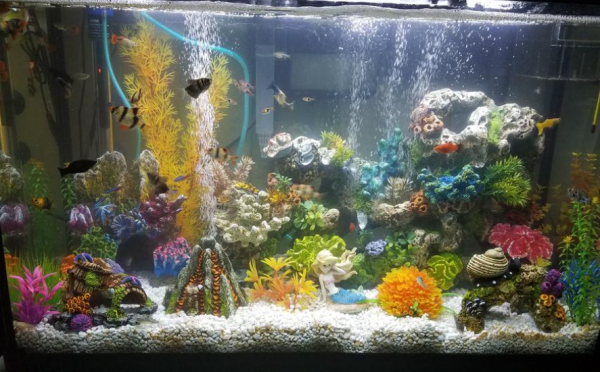 Aquarium modern dan canggih dengan sistem monitoring kualitas air otomatis